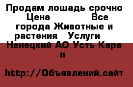 Продам лошадь срочно › Цена ­ 30 000 - Все города Животные и растения » Услуги   . Ненецкий АО,Усть-Кара п.